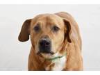 Adopt Traveler a Golden Retriever, Labrador Retriever