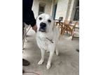 Adopt Avalanche DFW a Great Pyrenees