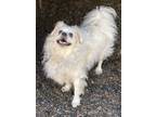 Adopt Gunner a Pomeranian, Mixed Breed