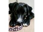 Adopt Sneezy a Labrador Retriever