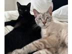 Adopt Jorge Lucas - Bonded Pair with Brother, Jordan Ares a Siamese