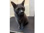 Adopt Smokey a Domestic Short Hair