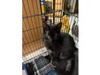 Adopt Sour Cream a Domestic Short Hair