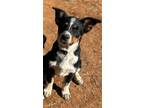 Adopt Freckles a Australian Cattle Dog / Blue Heeler, Australian Shepherd