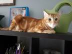 Adopt Ari a Tabby, Domestic Short Hair