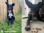 Adopt MARTINI a Black - with White Labrador Retriever / Mixed dog in Houston