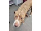 Adopt MABLE* a Tan/Yellow/Fawn - with White American Pit Bull Terrier / Mixed