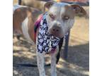 Adopt Munchkin a Brown/Chocolate Pit Bull Terrier / Mixed dog in Taos