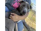 Adopt Ziggy a Gray/Silver/Salt & Pepper - with Black Pit Bull Terrier / Mixed