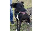 Adopt CHIPS a Black - with White Labrador Retriever dog in Niagara On The Lake