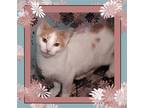 Adopt Madeline a White (Mostly) Domestic Shorthair / Mixed (short coat) cat in