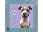 Adopt Boss a Tan/Yellow/Fawn Mixed Breed (Large) / Mixed dog in Ashtabula