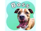 Adopt Boss a Tan/Yellow/Fawn Mixed Breed (Large) / Mixed dog in Ashtabula