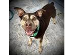 Adopt Bryan a Brown/Chocolate - with Tan Labrador Retriever dog in Tampa