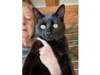 Adopt Espresso a All Black Bombay (medium coat) cat in Bristol, TN (37585155)