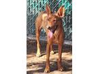 Adopt 160476 a Tan/Yellow/Fawn Mixed Breed (Medium) / Mixed dog in Bakersfield