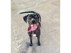 Adopt Meira a Black Labrador Retriever dog in Bolivar, MO (37524888)