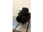 Adopt Quinn a Black Guinea Pig small animal in Pasco, WA (37432714)