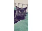 Adopt Licorice *working Cat* a Domestic Shorthair / Mixed (short coat) cat in