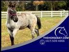 Blue Roan Percheron Colt - Available on [url removed]