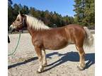 Cute haflinger mare