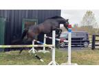 UPPER LEVEL POTENTIAL! Irish bred OTTB.