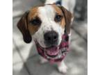 Adopt Roscoe a White - with Tan, Yellow or Fawn Beagle / Mixed dog in Fairfax