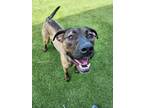 Adopt Scout a Brindle Plott Hound / Mixed dog in Independence, MO (37570857)