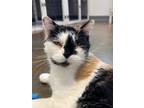 Adopt Calli a White Domestic Shorthair / Domestic Shorthair / Mixed cat in