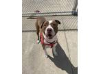 Adopt Roscoe a Brown/Chocolate American Pit Bull Terrier / Mixed dog in