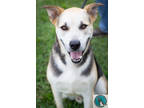 Adopt Nash a Tan/Yellow/Fawn German Shepherd Dog / Mixed dog in Walterboro