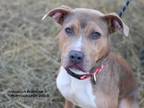 Adopt Twirl a Brown/Chocolate - with White Mountain Cur / Mixed dog in Luttrell