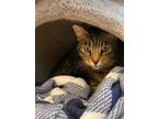 Adopt Julie a Gray, Blue or Silver Tabby Domestic Shorthair cat in New York