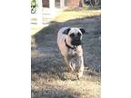 Adopt Daisy a Tan/Yellow/Fawn Cane Corso / Mixed dog in Norwood, GA (36882101)