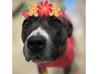 Adopt Missy a Brindle Mixed Breed (Medium) / Mixed dog in Oklahoma City