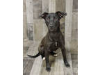 Adopt Bomba K69 3/24/23 a Black Labrador Retriever / Mixed dog in San Angelo