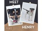 Adopt Henry a White Australian Cattle Dog / Mixed dog in Jefferson