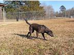 Adopt Charlotte a Black Labrador Retriever / Mixed Breed (Medium) / Mixed dog in