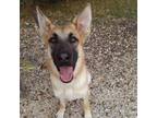 Adopt Patty a Tan/Yellow/Fawn German Shepherd Dog / Shepherd (Unknown Type) /
