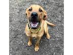 Adopt Sulley a Tan/Yellow/Fawn Retriever (Unknown Type) / Mastiff / Mixed dog in
