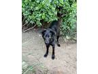 Adopt Serena (aka Little Lilly)! a Black Retriever (Unknown Type) / Shepherd