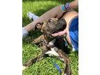 Adopt Coop a Brindle Pit Bull Terrier / Mixed Breed (Medium) / Mixed dog in