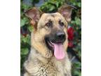 Adopt Stacy von Staudt a Black - with Tan, Yellow or Fawn German Shepherd Dog /