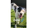 Adopt Zena a White - with Black Great Dane / Mixed dog in Mission Hills