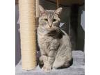 Adopt Valerie a Gray, Blue or Silver Tabby Domestic Shorthair (short coat) cat