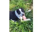 Adopt Abednego a Black - with White Australian Shepherd / Blue Heeler / Mixed