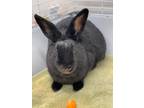 Adopt Garlic a Black American / Mixed (short coat) rabbit in Bay Shore