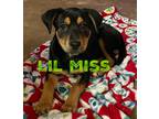 Adopt Lil Miss a Black - with Tan, Yellow or Fawn Australian Cattle Dog /
