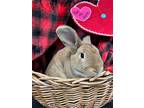 Adopt Milo a Tan American / Mixed (short coat) rabbit in Bay Shore
