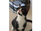 Adopt ROMEO a Black & White or Tuxedo Domestic Shorthair (short coat) cat in